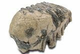 Southern Mammoth Partial Upper M Molar - Hungary #357050-2
